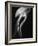 Floating Jellyfish-Henry Horenstein-Framed Photographic Print