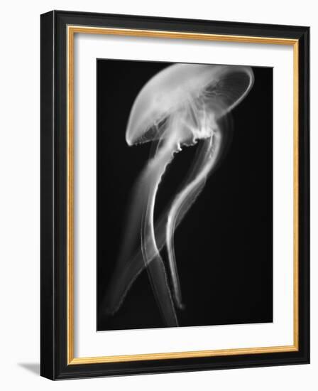 Floating Jellyfish-Henry Horenstein-Framed Photographic Print