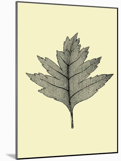 Floating Leaf I-Jasmine Woods-Mounted Art Print