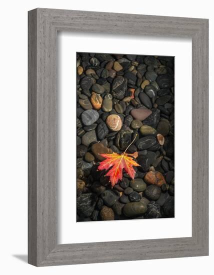 Floating Leaf-Steve Gadomski-Framed Photographic Print