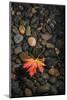 Floating Leaf-Steve Gadomski-Mounted Photographic Print