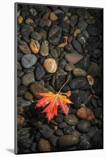 Floating Leaf-Steve Gadomski-Mounted Photographic Print