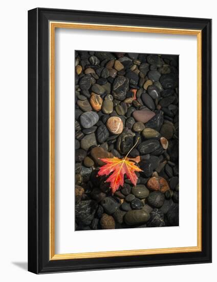 Floating Leaf-Steve Gadomski-Framed Photographic Print