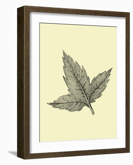 Floating Leaf-Jasmine Woods-Framed Art Print