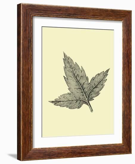 Floating Leaf-Jasmine Woods-Framed Art Print