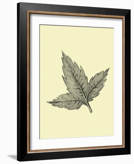 Floating Leaf-Jasmine Woods-Framed Art Print