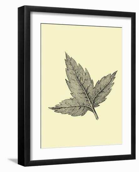 Floating Leaf-Jasmine Woods-Framed Art Print