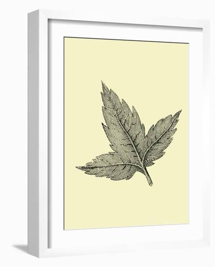 Floating Leaf-Jasmine Woods-Framed Art Print