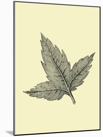 Floating Leaf-Jasmine Woods-Mounted Art Print