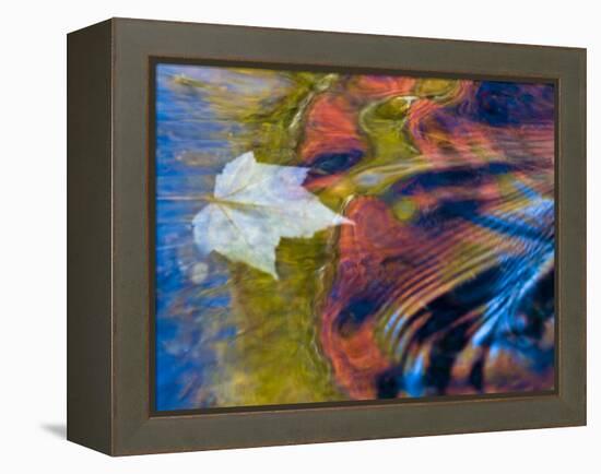 Floating Maple Leaf, Bond Falls, Upper Peninsula, Michigan, USA-Nancy Rotenberg-Framed Premier Image Canvas