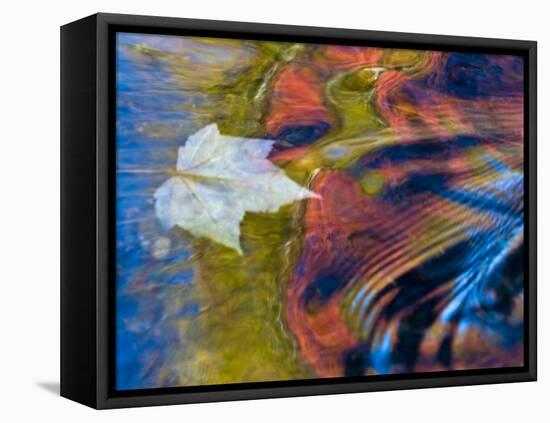 Floating Maple Leaf, Bond Falls, Upper Peninsula, Michigan, USA-Nancy Rotenberg-Framed Premier Image Canvas
