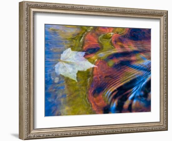 Floating Maple Leaf, Bond Falls, Upper Peninsula, Michigan, USA-Nancy Rotenberg-Framed Photographic Print