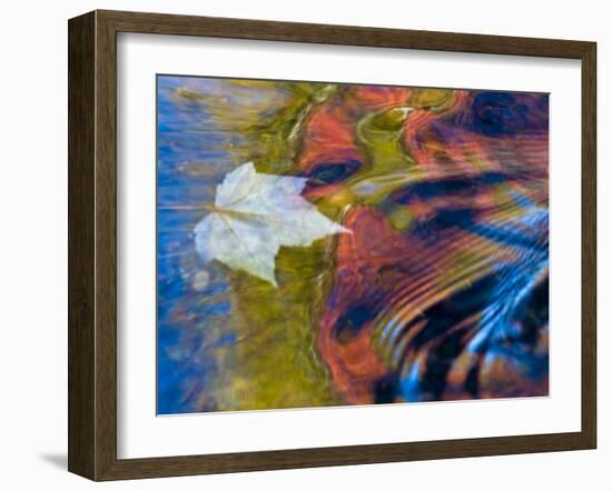 Floating Maple Leaf, Bond Falls, Upper Peninsula, Michigan, USA-Nancy Rotenberg-Framed Photographic Print