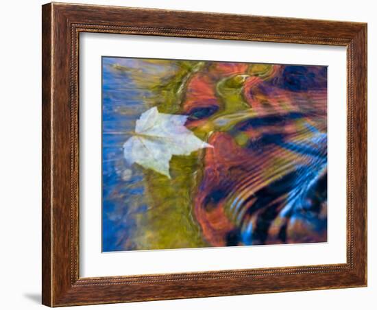 Floating Maple Leaf, Bond Falls, Upper Peninsula, Michigan, USA-Nancy Rotenberg-Framed Photographic Print