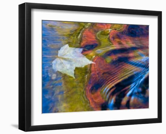 Floating Maple Leaf, Bond Falls, Upper Peninsula, Michigan, USA-Nancy Rotenberg-Framed Photographic Print