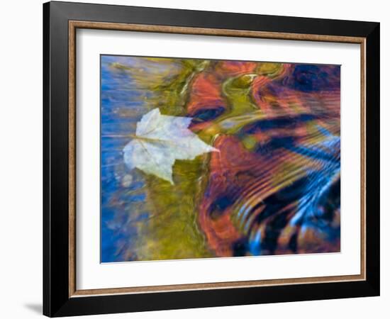 Floating Maple Leaf, Bond Falls, Upper Peninsula, Michigan, USA-Nancy Rotenberg-Framed Photographic Print