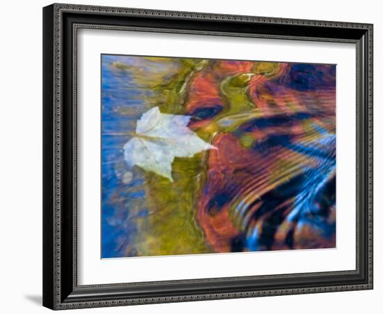 Floating Maple Leaf, Bond Falls, Upper Peninsula, Michigan, USA-Nancy Rotenberg-Framed Photographic Print