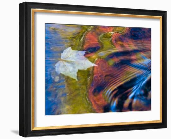 Floating Maple Leaf, Bond Falls, Upper Peninsula, Michigan, USA-Nancy Rotenberg-Framed Photographic Print