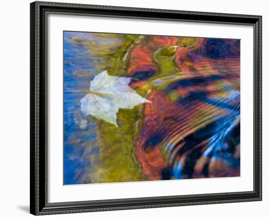 Floating Maple Leaf, Bond Falls, Upper Peninsula, Michigan, USA-Nancy Rotenberg-Framed Photographic Print