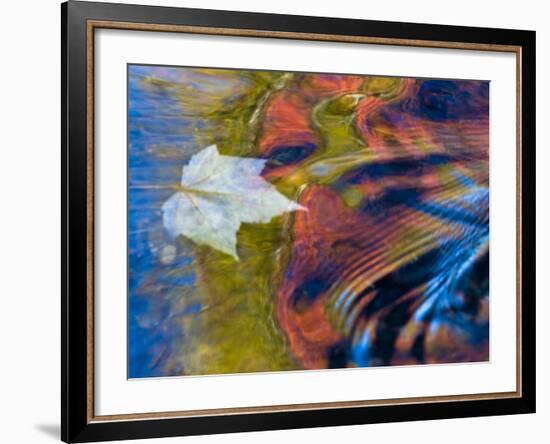 Floating Maple Leaf, Bond Falls, Upper Peninsula, Michigan, USA-Nancy Rotenberg-Framed Photographic Print