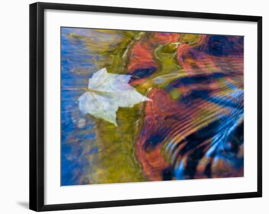 Floating Maple Leaf, Bond Falls, Upper Peninsula, Michigan, USA-Nancy Rotenberg-Framed Photographic Print