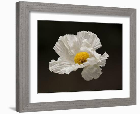 Floating Matilija I-Rita Crane-Framed Photographic Print