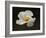 Floating Matilija I-Rita Crane-Framed Photographic Print