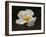 Floating Matilija I-Rita Crane-Framed Photographic Print