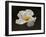 Floating Matilija I-Rita Crane-Framed Photographic Print