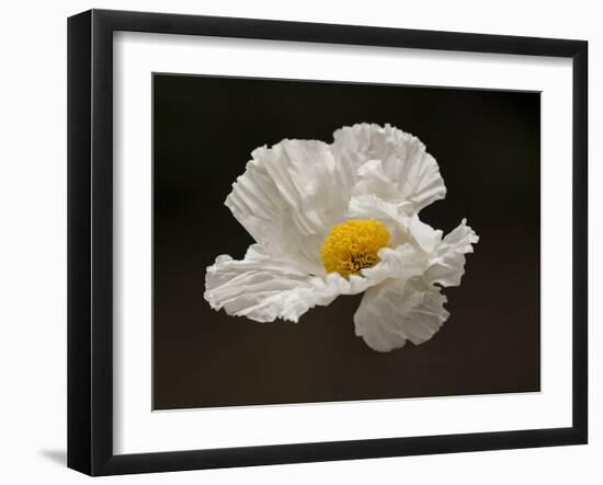 Floating Matilija I-Rita Crane-Framed Photographic Print