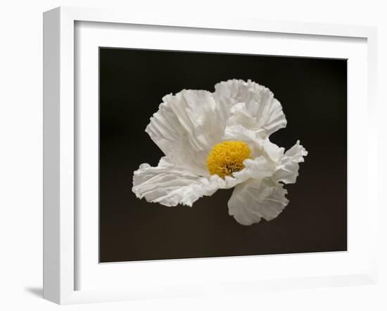 Floating Matilija I-Rita Crane-Framed Photographic Print