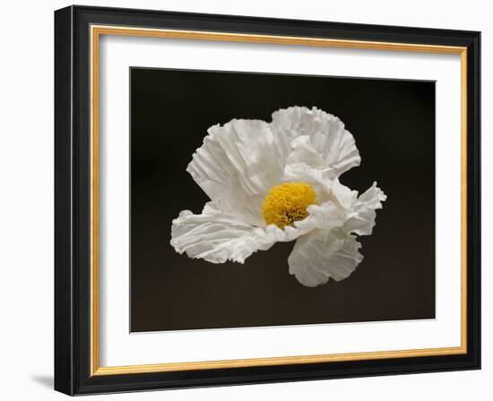 Floating Matilija I-Rita Crane-Framed Photographic Print