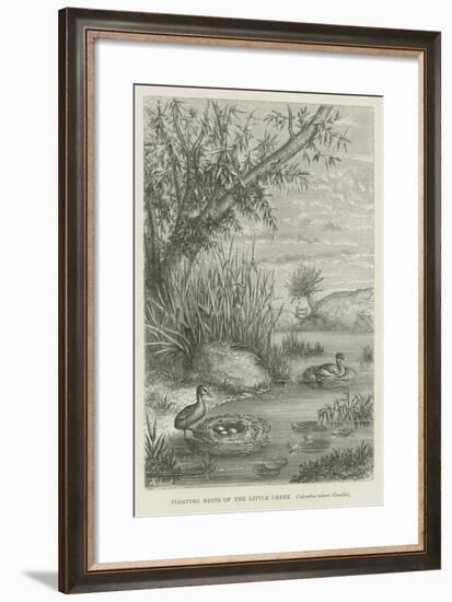 Floating Nests of the Little Grebe-null-Framed Giclee Print