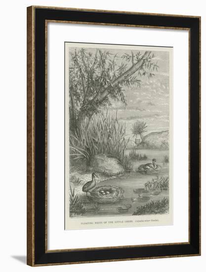 Floating Nests of the Little Grebe-null-Framed Giclee Print