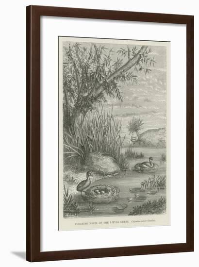 Floating Nests of the Little Grebe-null-Framed Giclee Print