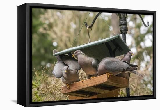 Flock of Band-tailed Pigeons cramming into a birdfeeder.-Janet Horton-Framed Premier Image Canvas