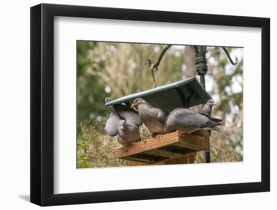 Flock of Band-tailed Pigeons cramming into a birdfeeder.-Janet Horton-Framed Photographic Print