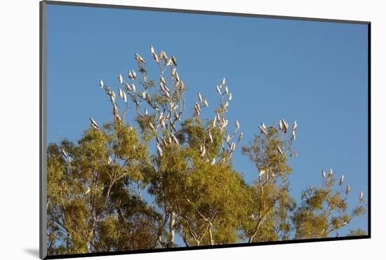 Flock of Bare-Eyed Cockatoos, Little Corellas (Cacatua Sanguinea) in Eucalyptus Trees at Purnululu-Anja Hennern-Mounted Photographic Print