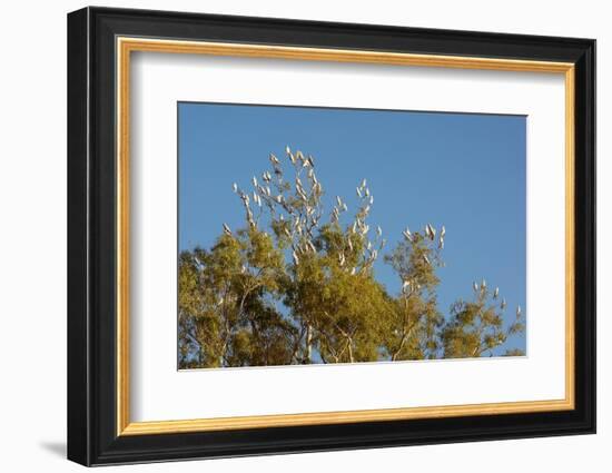 Flock of Bare-Eyed Cockatoos, Little Corellas (Cacatua Sanguinea) in Eucalyptus Trees at Purnululu-Anja Hennern-Framed Photographic Print