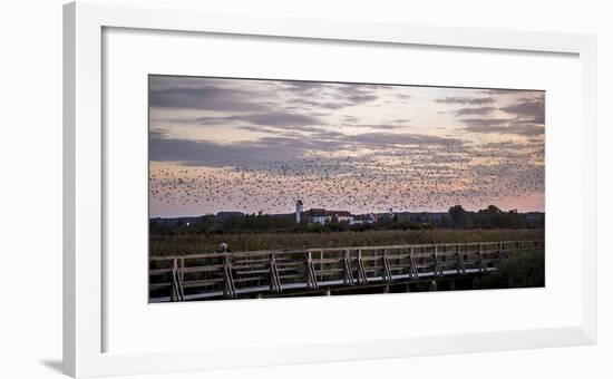 Flock of Birds, Glaucomas over the Federsee (Lake) at Bad Buchau (Village), Germany-Markus Leser-Framed Photographic Print