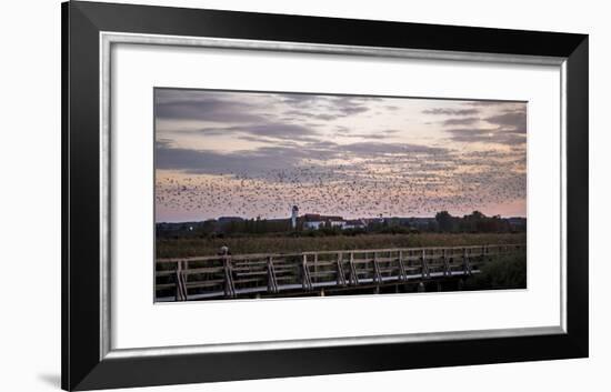 Flock of Birds, Glaucomas over the Federsee (Lake) at Bad Buchau (Village), Germany-Markus Leser-Framed Photographic Print