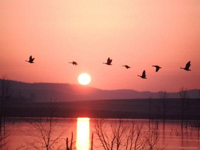 Flock Of Canada Geese Flying Over A Lake At Sunset Pennsylvania