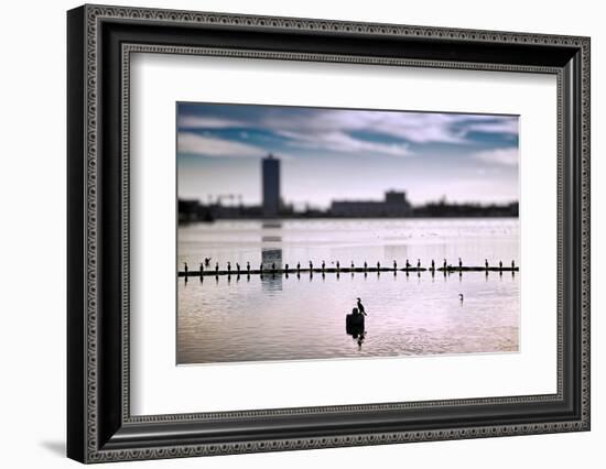 Flock of cormorants (Phalacrocorax carbo) lined up in a lake, Lake Merritt, Oakland, California...-null-Framed Photographic Print