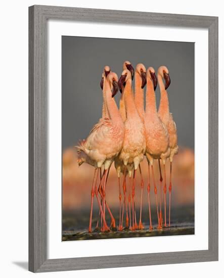 Flock of Eight Flamingos Wading in Water, Lake Nakuru, Kenya-null-Framed Photographic Print