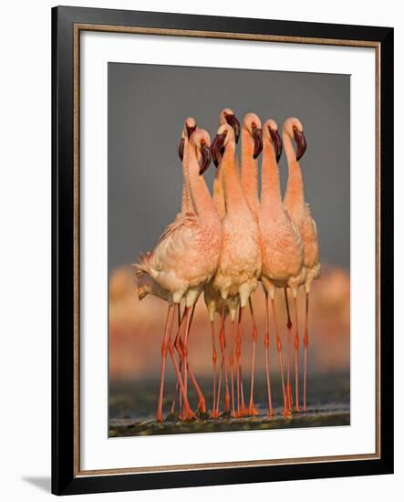 Flock of Eight Flamingos Wading in Water, Lake Nakuru, Kenya-null-Framed Photographic Print