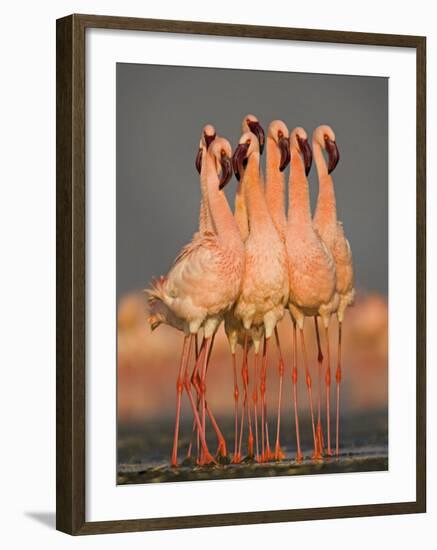 Flock of Eight Flamingos Wading in Water, Lake Nakuru, Kenya-null-Framed Photographic Print