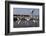 Flock of Great Egret (Ardea Alba) at Water, Pusztaszer, Hungary, May 2008-Varesvuo-Framed Photographic Print