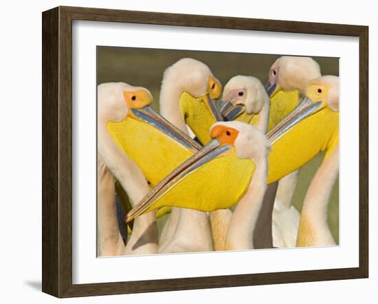 Flock of Great White Pelicans, Lake Nakuru, Kenya-null-Framed Photographic Print