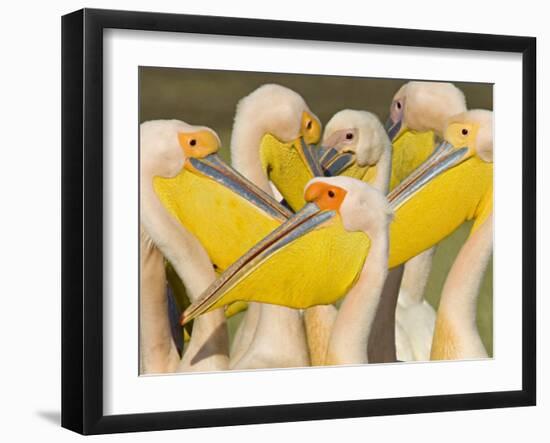 Flock of Great White Pelicans, Lake Nakuru, Kenya-null-Framed Photographic Print