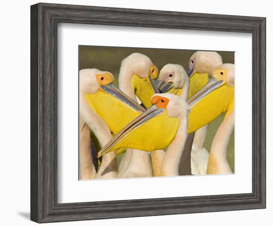 Flock of Great White Pelicans, Lake Nakuru, Kenya-null-Framed Photographic Print
